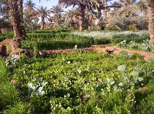 TIMIMOUN DECEMBRE 2004 N029 AVEC DES SEGUIAS D IRRIGATION